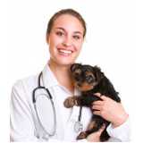 cirurgia de castração para cachorro marcar Holambra