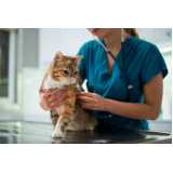 cirurgia de castração para gato clínicas Louveira