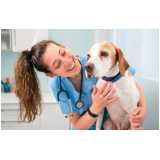 cirurgia de emergência para animais marcar  Santa Bárbara dOeste