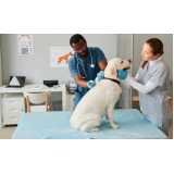 cirurgia para cachorros de pequeno porte marcar Pedreira