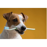 clínica de limpeza de dente cachorro Amparo