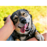 clínica de limpeza de dente para cachorro Sitio Recreio dos Cafezais