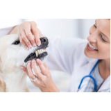 clínica de limpeza nos dentes de cachorro  Santa Bárbara dOeste