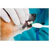 clínica especializada em odontologia cachorro Vila Independencia