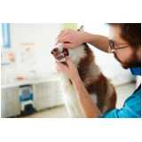 clínica especializada em odontologia domiciliar para cães e gatos Louveira