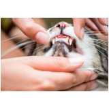 clínica especializada em odontologia gatos Sitio Recreio dos Cafezais