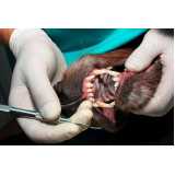clínica especializada em odontologia para gatos Louveira
