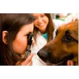 clínica especializada em oftalmologia em pequenos animais Village Visconde de Itamaracá