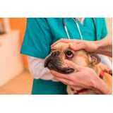clínica especializada em oftalmologia veterinária Itu