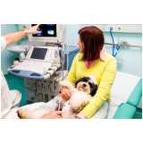 clínica especializada em oncologia para cachorro Distrito Industrial Benedito Storani
