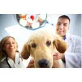 clínica especializada em oncologia para cachorros Sitio Recreio dos Cafezais