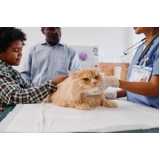 clínica especializada em oncologia para cães e gatos Hortolândia