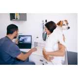 clínica especializada em ortopedia para cachorro de grande porte Distrito Industrial Benedito Storani