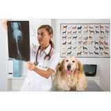 clínica especializada em ortopedia para cachorro Tietê