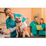 clínica que faz cirurgia para cachorros de pequeno porte Sitio Recreio dos Cafezais
