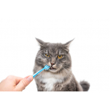clínica que faz limpeza de dente nos gatos Vale Verde