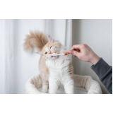 clínica que faz limpeza de dentes em gatos  Piracicaba