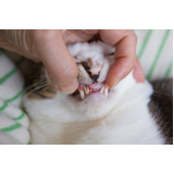 clínica que faz limpeza de dentes gatos Monte Mor