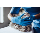 clínica que faz limpeza de tártaro em gatos Capela