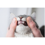 clínica que faz limpeza periodontal para gatos Capela