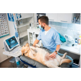 clínica veterinária para cachorros endereço Macuco