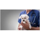 clínica veterinária para cachorros Louveira