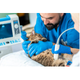 clínica veterinária para gatos telefone Paulinia