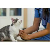 clínica veterinária para gatos Distrito Industrial Benedito Storani