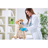 contato de clínica veterinária cães Sumaré