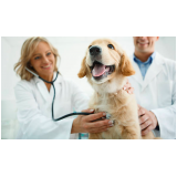 hospital veterinario cães e gatos 24h endereço Vale Verde