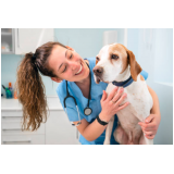 hospital veterinario cães e gatos 24h  Hortolândia