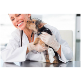 hospital veterinario de urgência endereço  Limeira