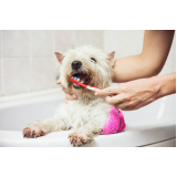 limpeza de dente em cachorro agendar Louveira