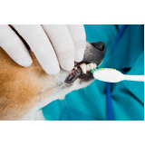 limpeza de dente para cachorro marcar Pedreira