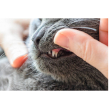 Limpeza de Dentes de Gato