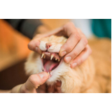 limpeza de dentes em gatos agendar Dois Córregos