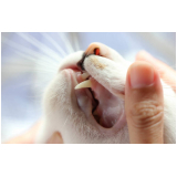 limpeza de dentes gatos marcar Capivari