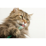 limpeza de dentes gatos  Hortolândia