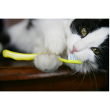 limpeza de tártaro em gatos marcar Vale do Itamaracá