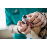 limpeza dente cachorro Mogi Mirim