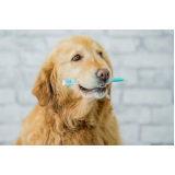 limpeza dos dentes cachorro Sitio Recreio dos Cafezais