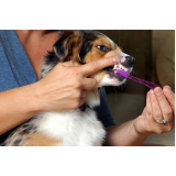 limpeza dos dentes de cachorro Paulinia