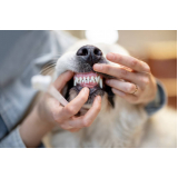 limpeza dos dentes do cachorro agendar Louveira