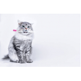 limpeza em dentes de gatos marcar Chácara Silvania