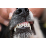 limpeza nos dentes de cachorro marcar Sumaré