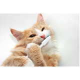 limpeza periodontal para gatos marcar Mogi Mirim