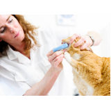 limpeza periodontal para gatos Altos Morumbi