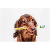 odontologia cachorro  Limeira