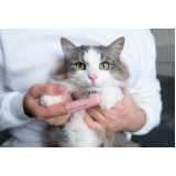 odontologia domiciliar para cães e gatos clínicas Paulinia