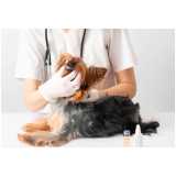 odontologia domiciliar para cães e gatos Centro